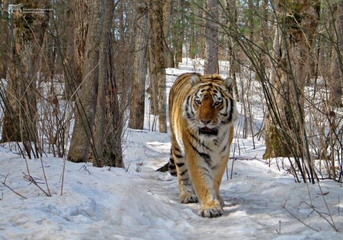Select Study To Conserve Tigers And Prey In The Russian Far East Conservation Frontlines