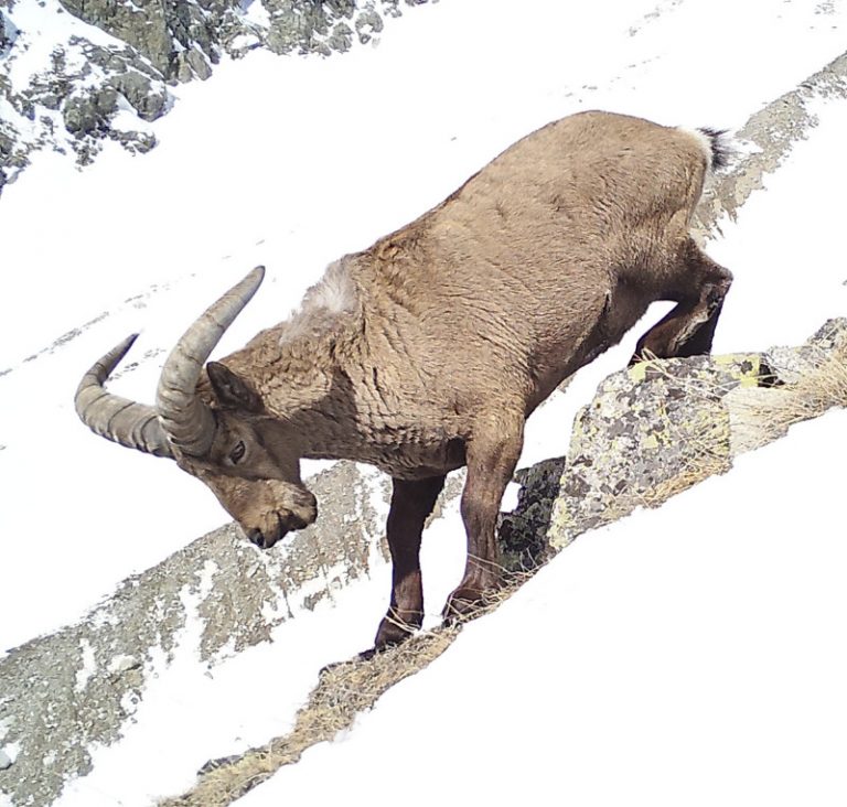 The Wild Goats and Sheep of the Caucasus – Conservation in these remote ...