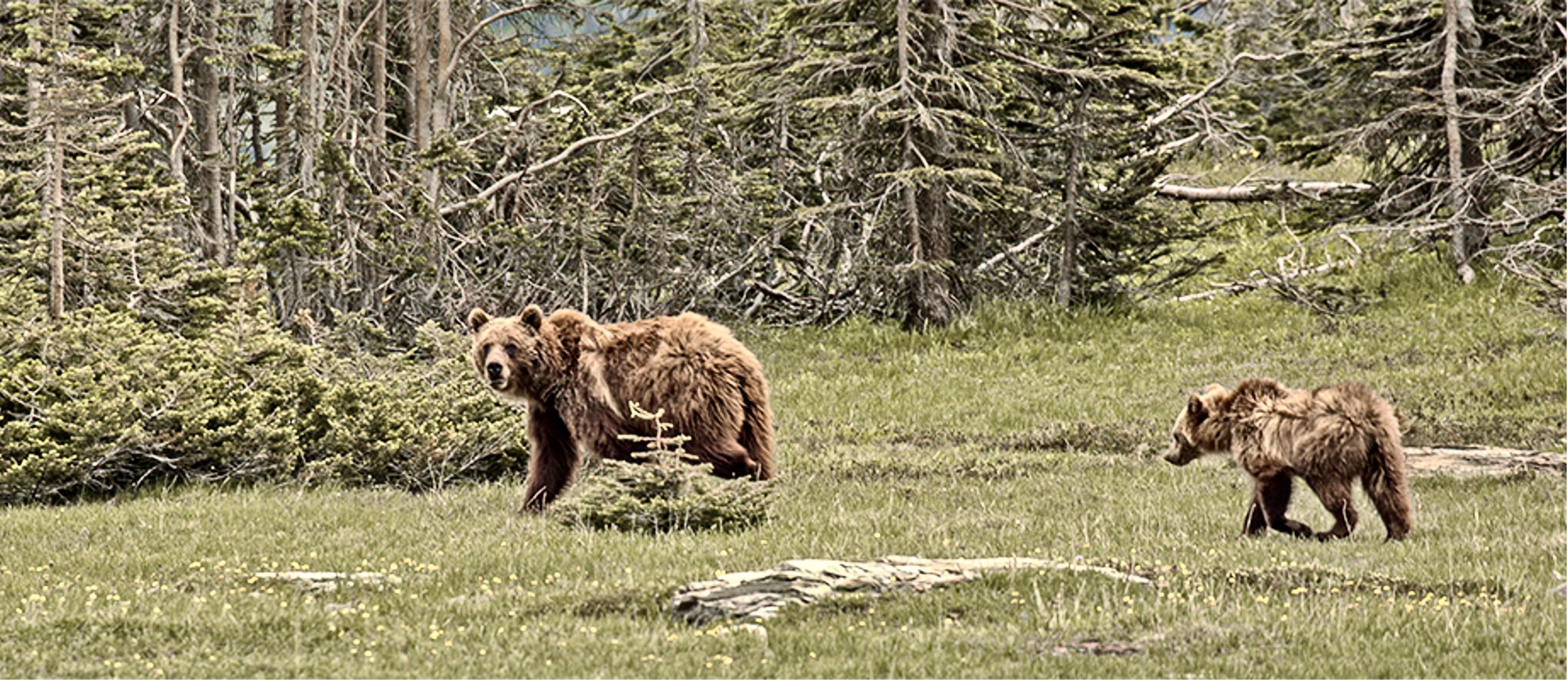 American Wildlife Conservation Partners’ To-Do List – Every four years
