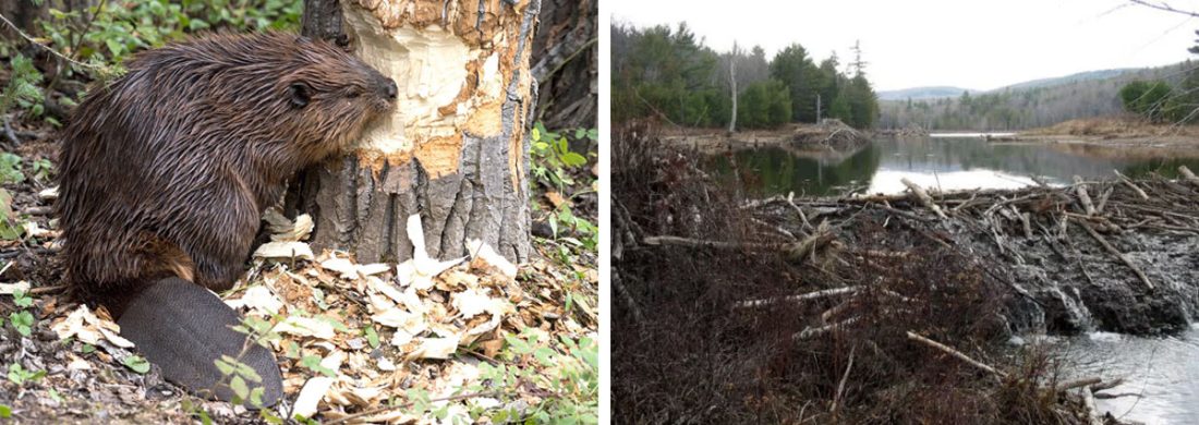 Why Do Beavers Build Dams? - Conservation Frontlines